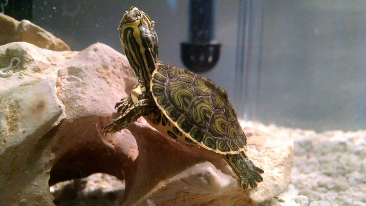 The Best Substrate for Turtles
